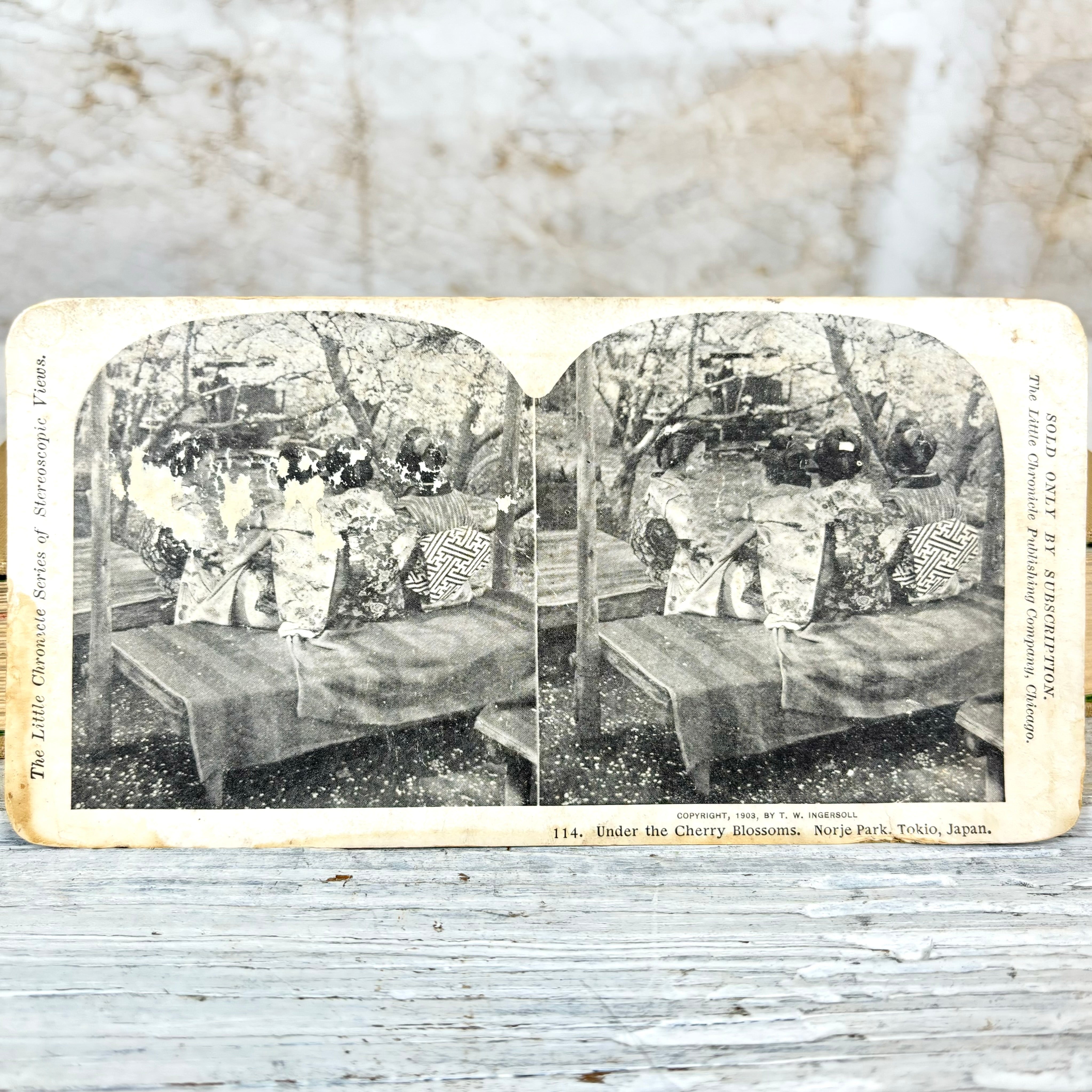 Little Chronicle Series Stereoview 114- Under the Cherry Blossoms