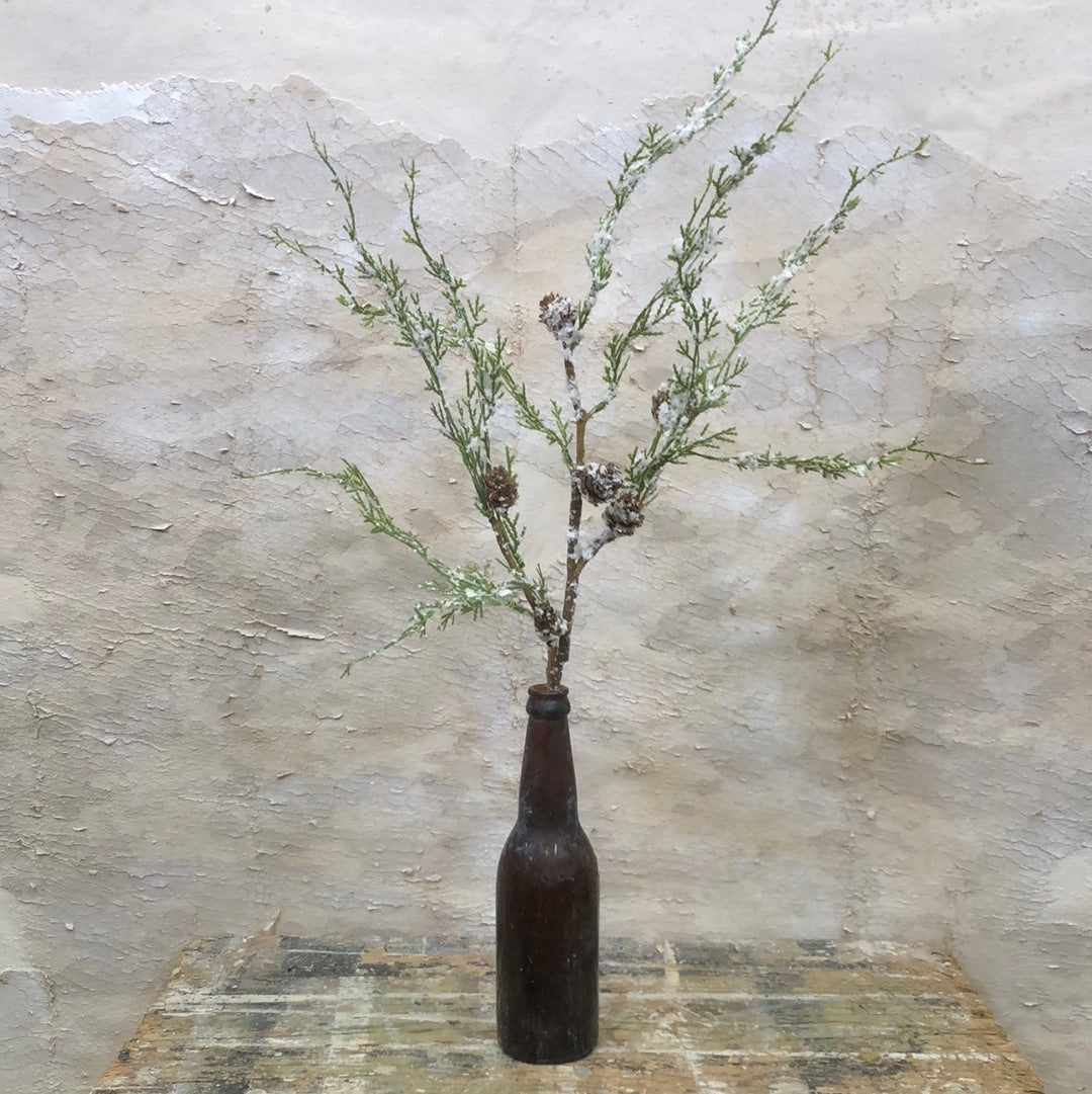 Snowy Cedar and Cone Pick