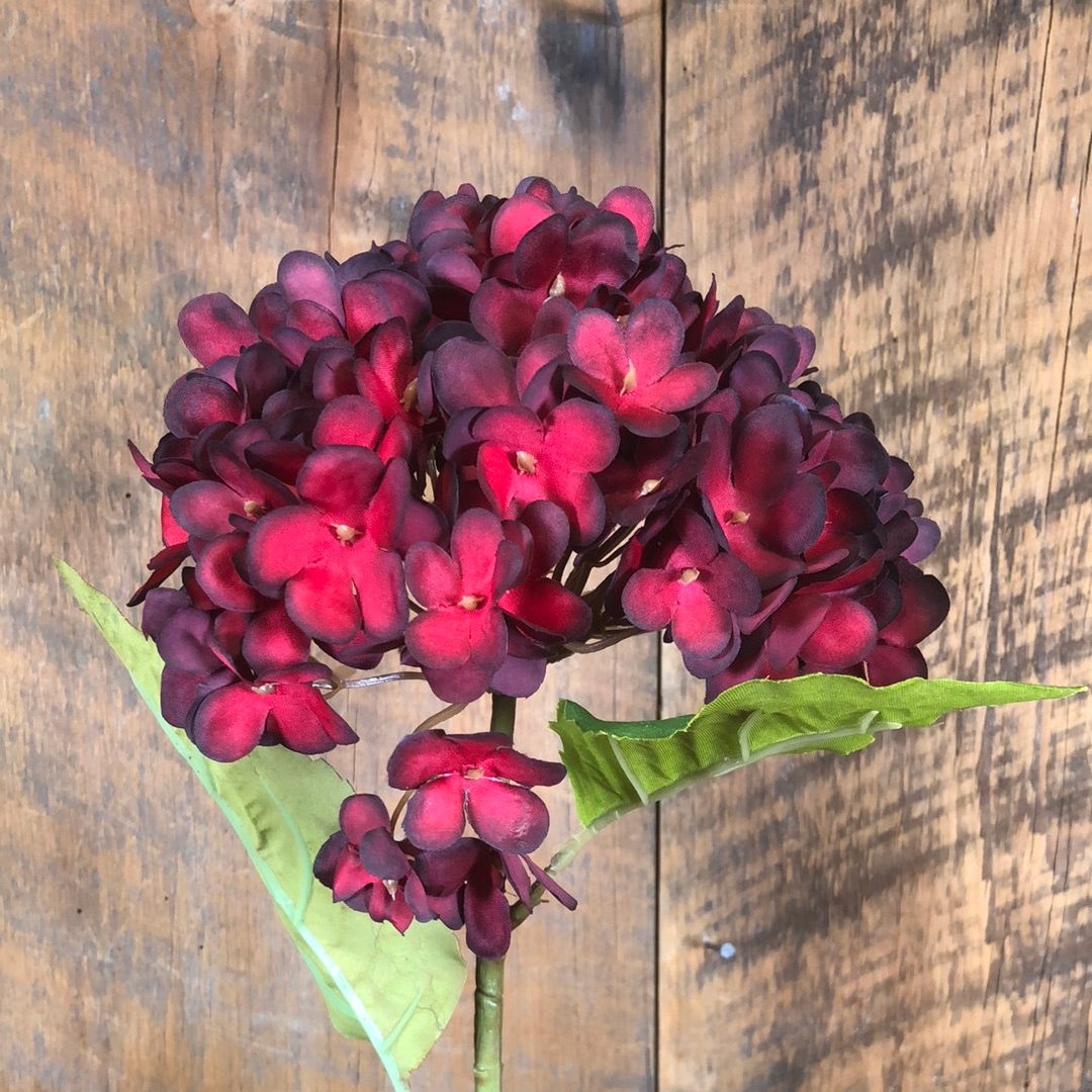 Dried Red Hydrangea