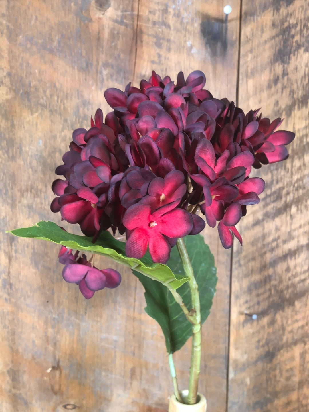 Dried Red Hydrangea