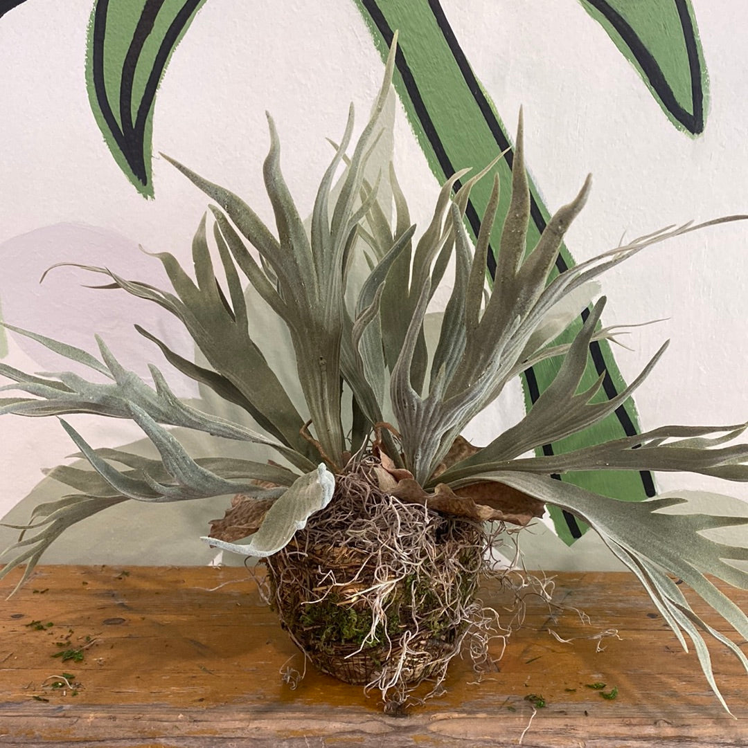 Staghorn Fern Plant Drop In