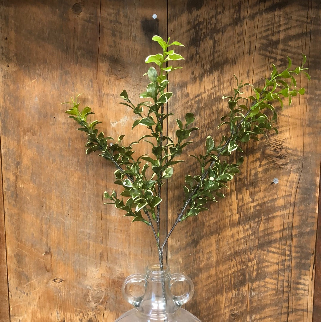 Privet Leaf Spray Variegated Green