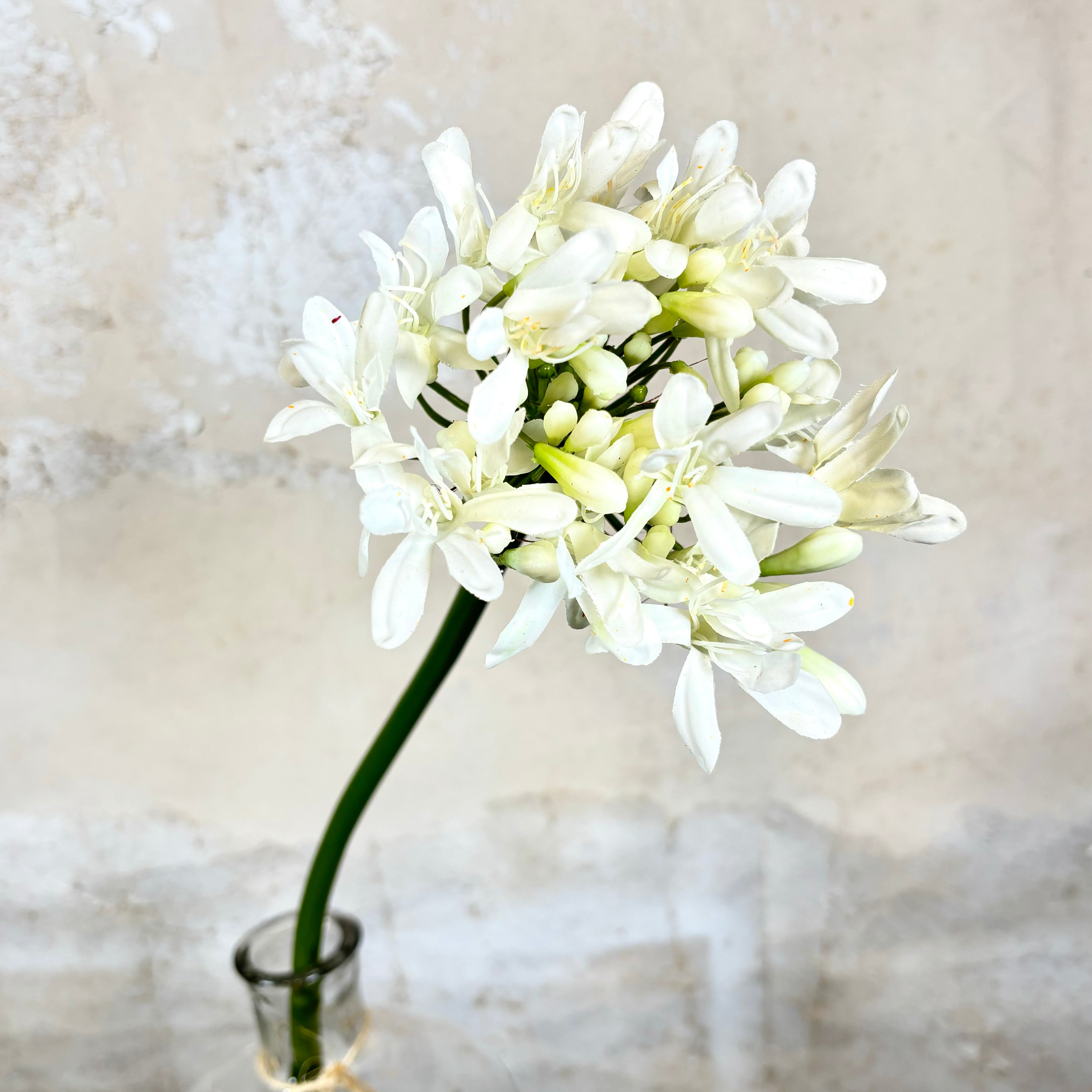 Just-Cut Agapanthus Stem White