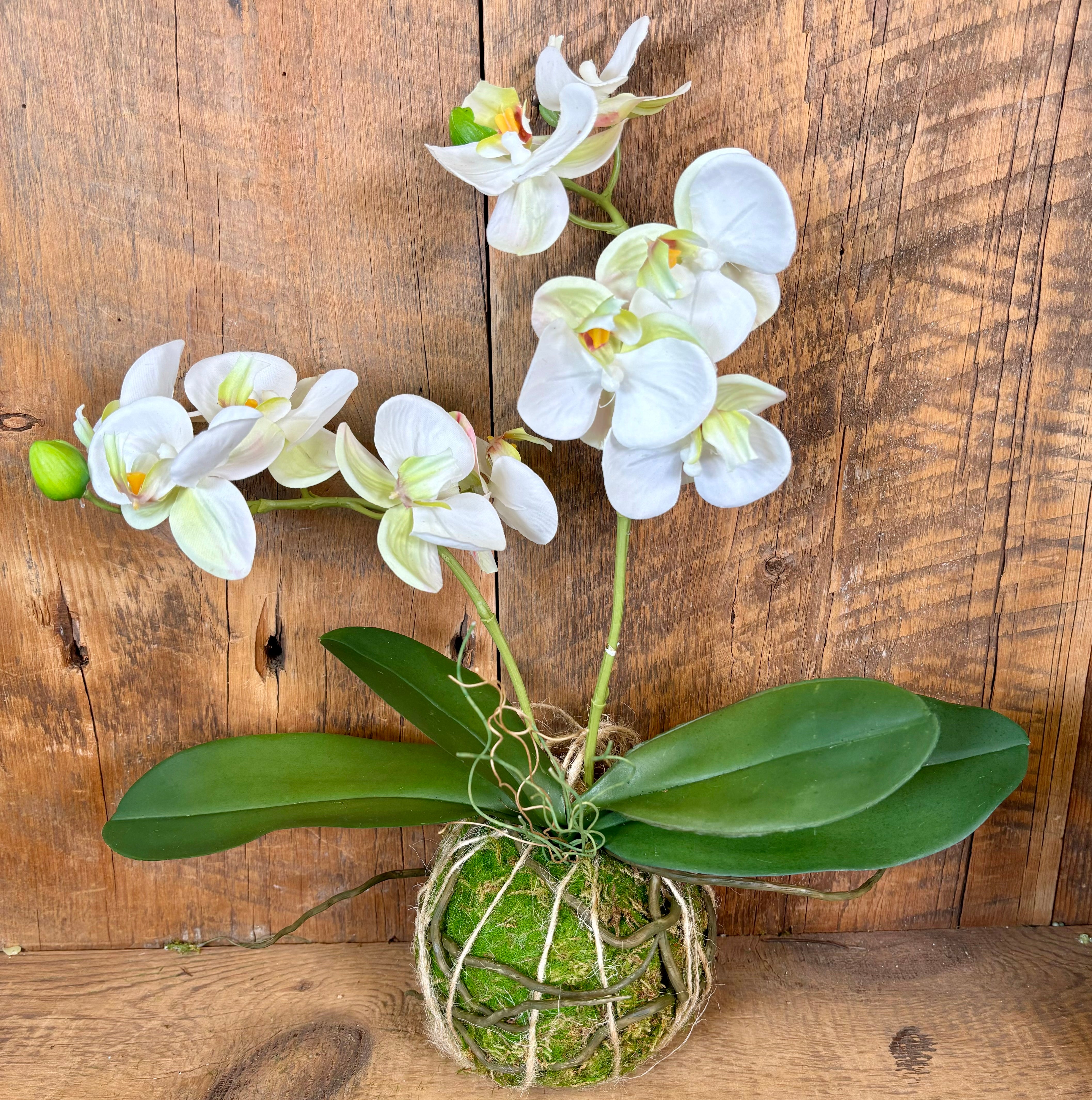 15" Real Touch White Phalaenopsis Orchid with Moss Ball
