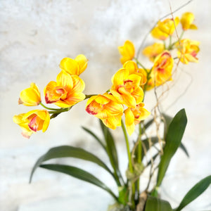 Double Yellow Cymbidium Orchid Drop In