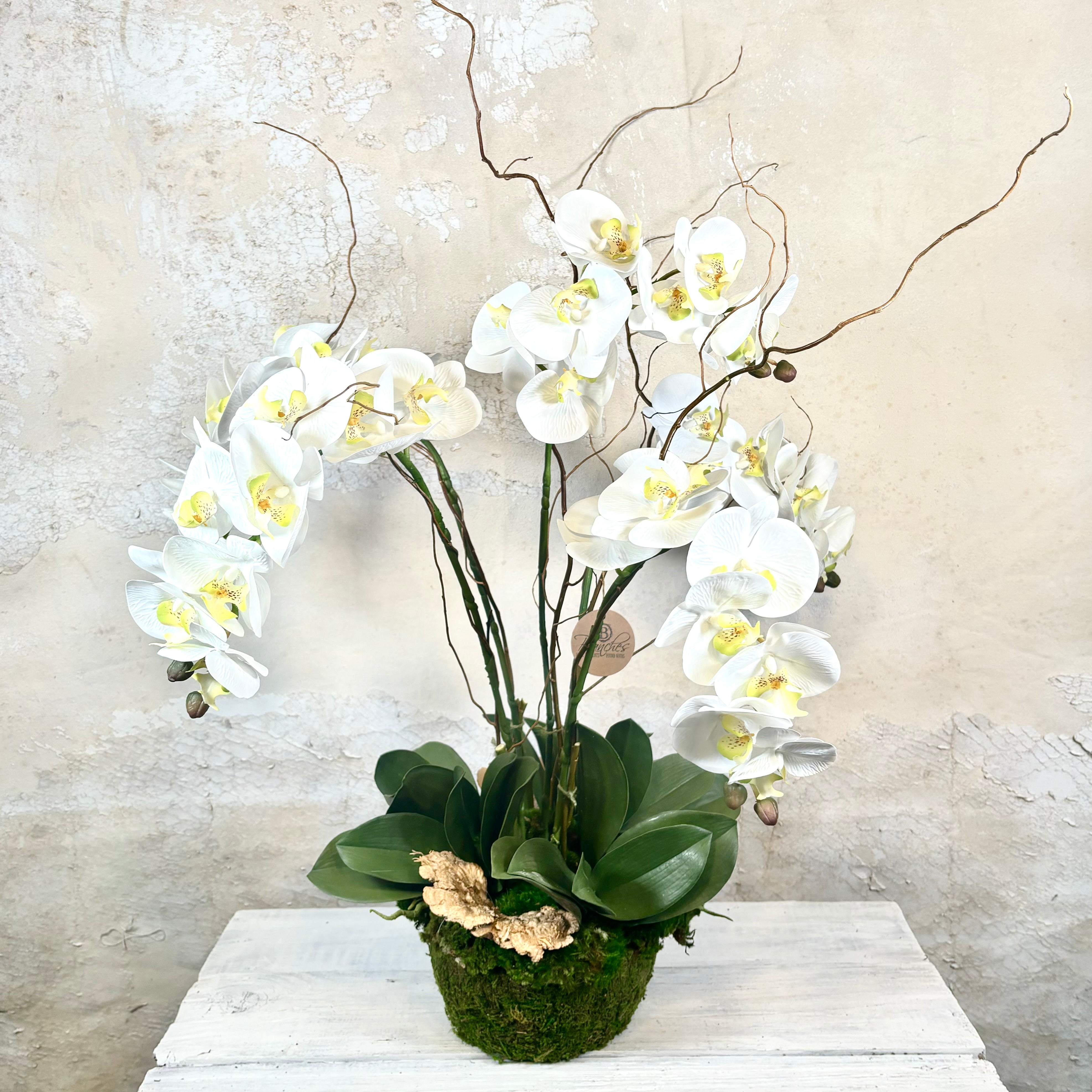 Five White Phalaenopsis Orchid Drop In