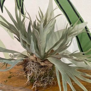 Staghorn Fern Plant Drop In