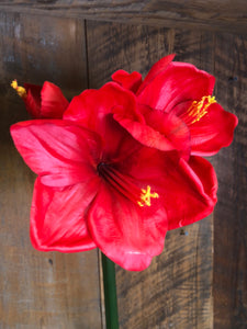 Amaryllis Red Two Blooms with Bud