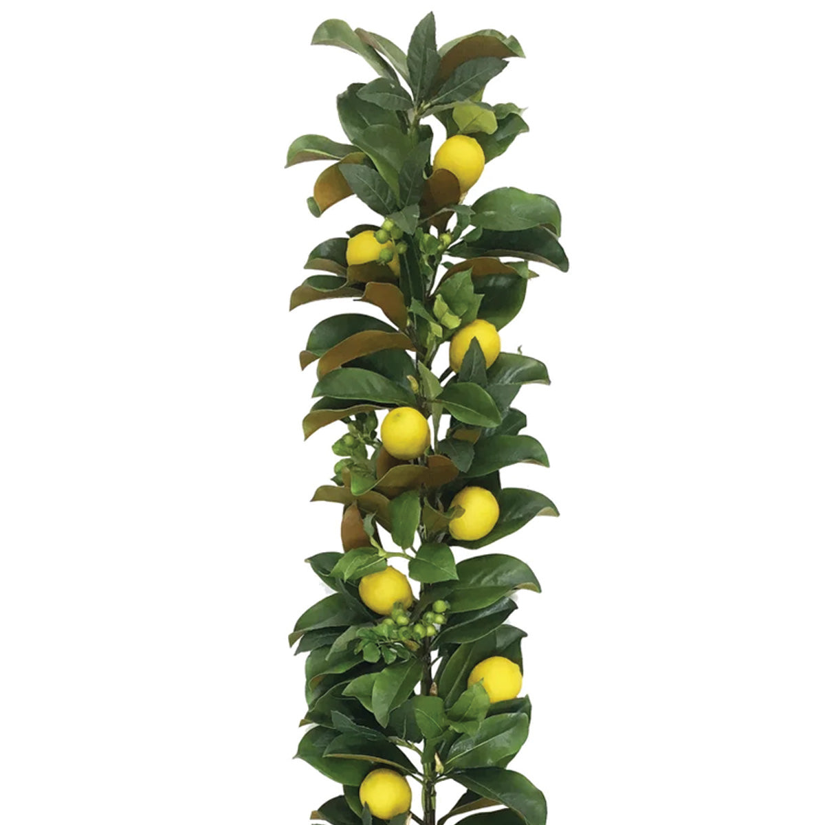 Lemon and Magnolia Garland 5'