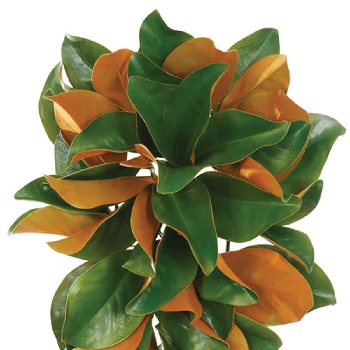 Magnolia Leaf Teardrop
