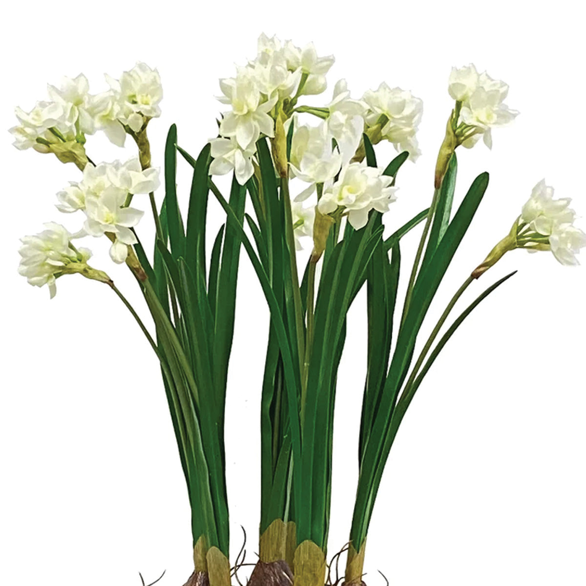 Narcissus in Longlife Bowl