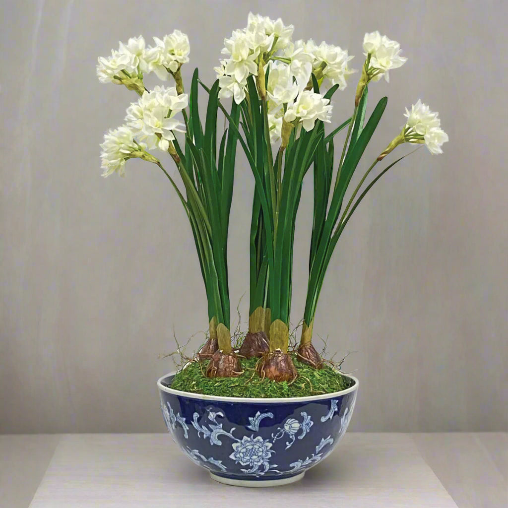 Narcissus in Longlife Bowl