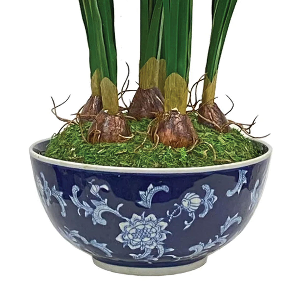 Narcissus in Longlife Bowl