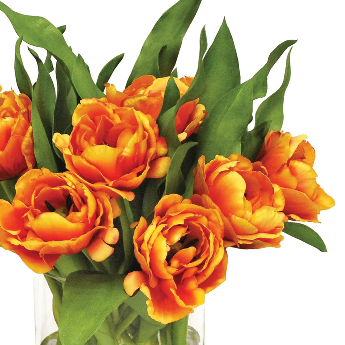 Double Orange Tulips in Vase