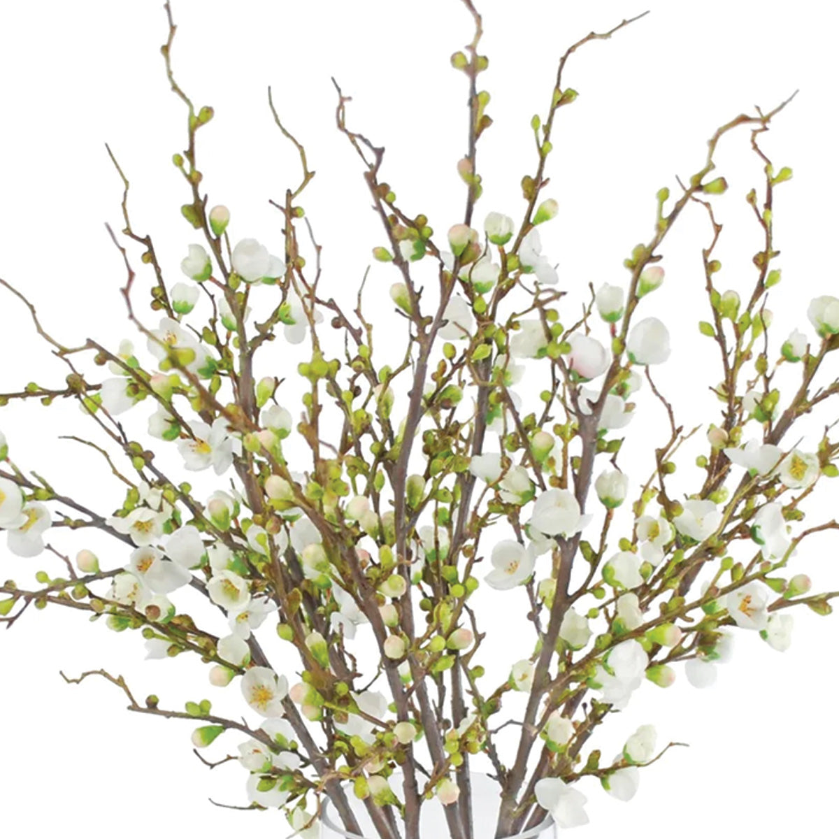 White Peach Blossoms in Vase