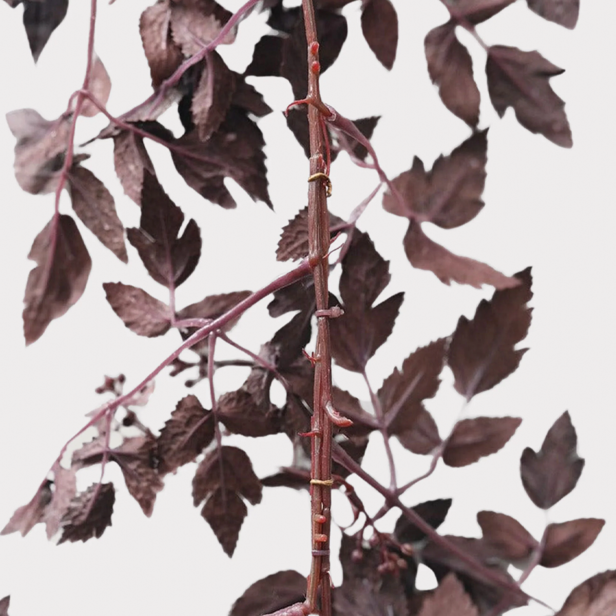 Autumn Wine Ruscus with Berry Garland