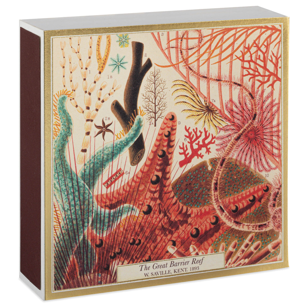 Natural History Museum Great Barrier Reef Match Box of Matches