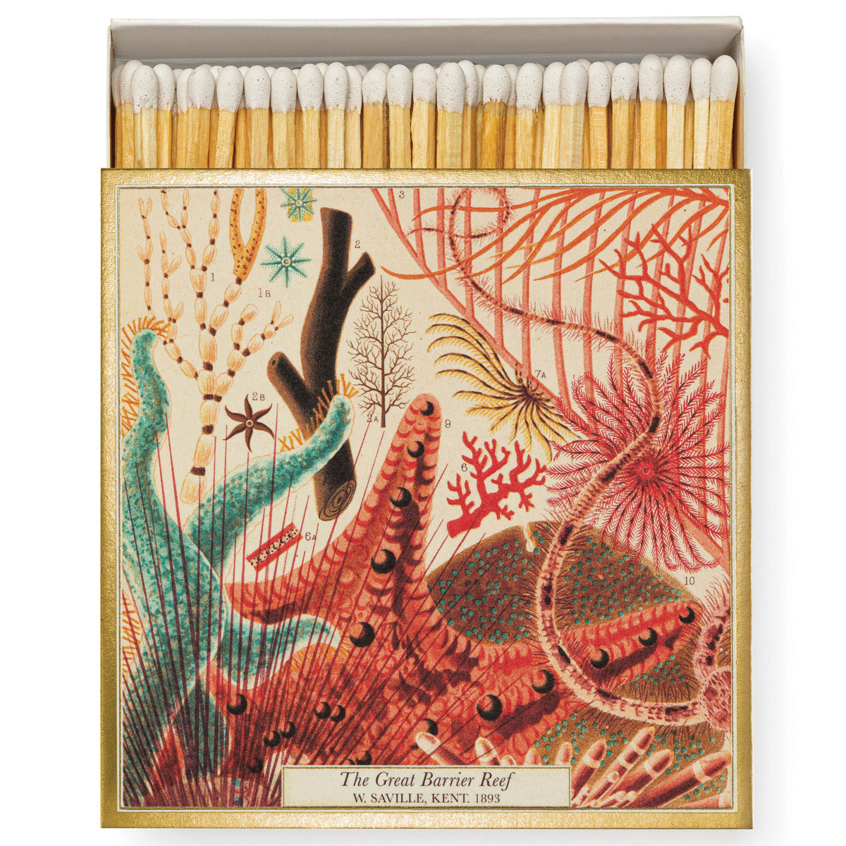 Natural History Museum Great Barrier Reef Match Box of Matches