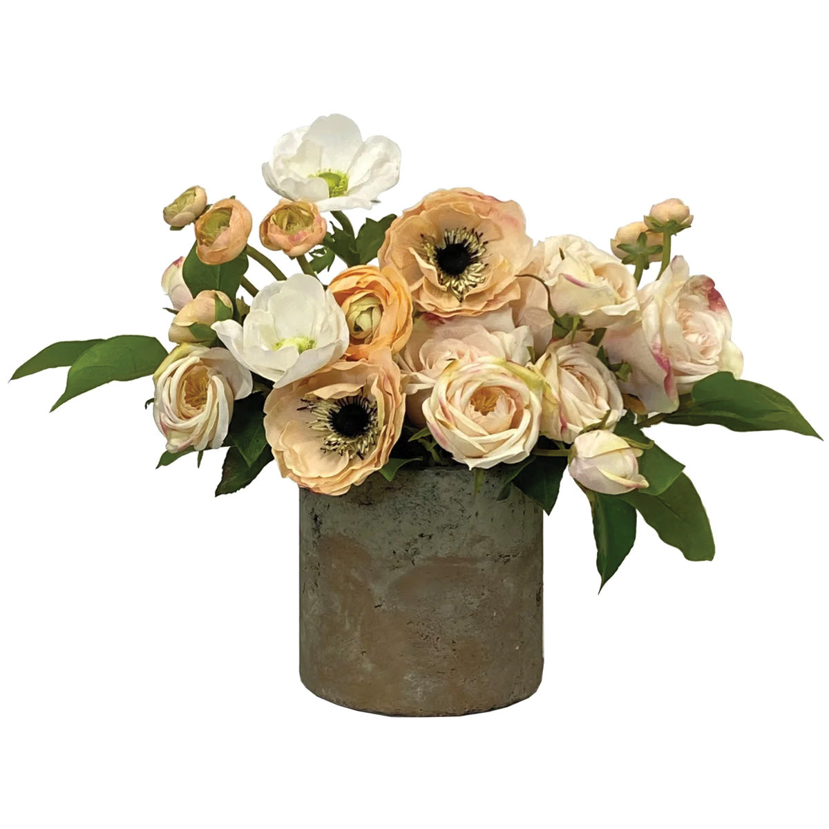 Rose Anemone in Pot