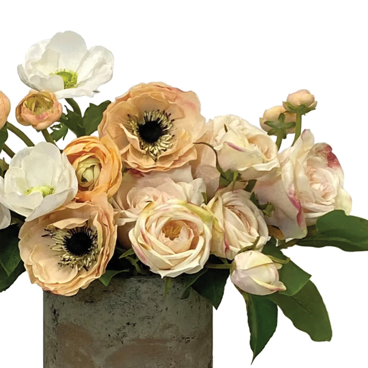 Rose Anemone in Pot
