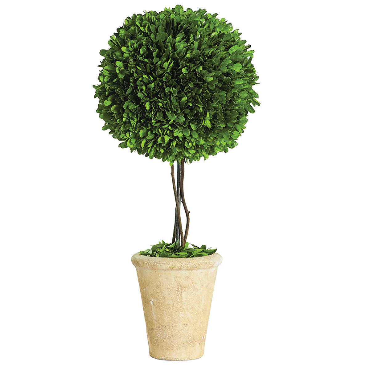 Single Boxwood Ball Topiary