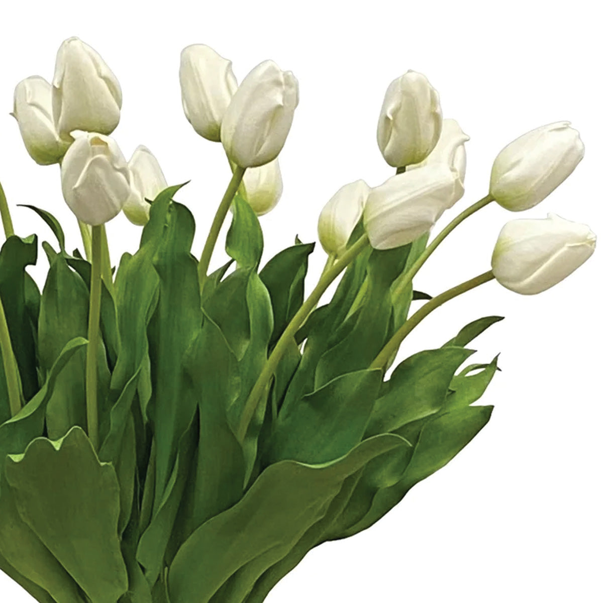 White Tulips in Vase 25"