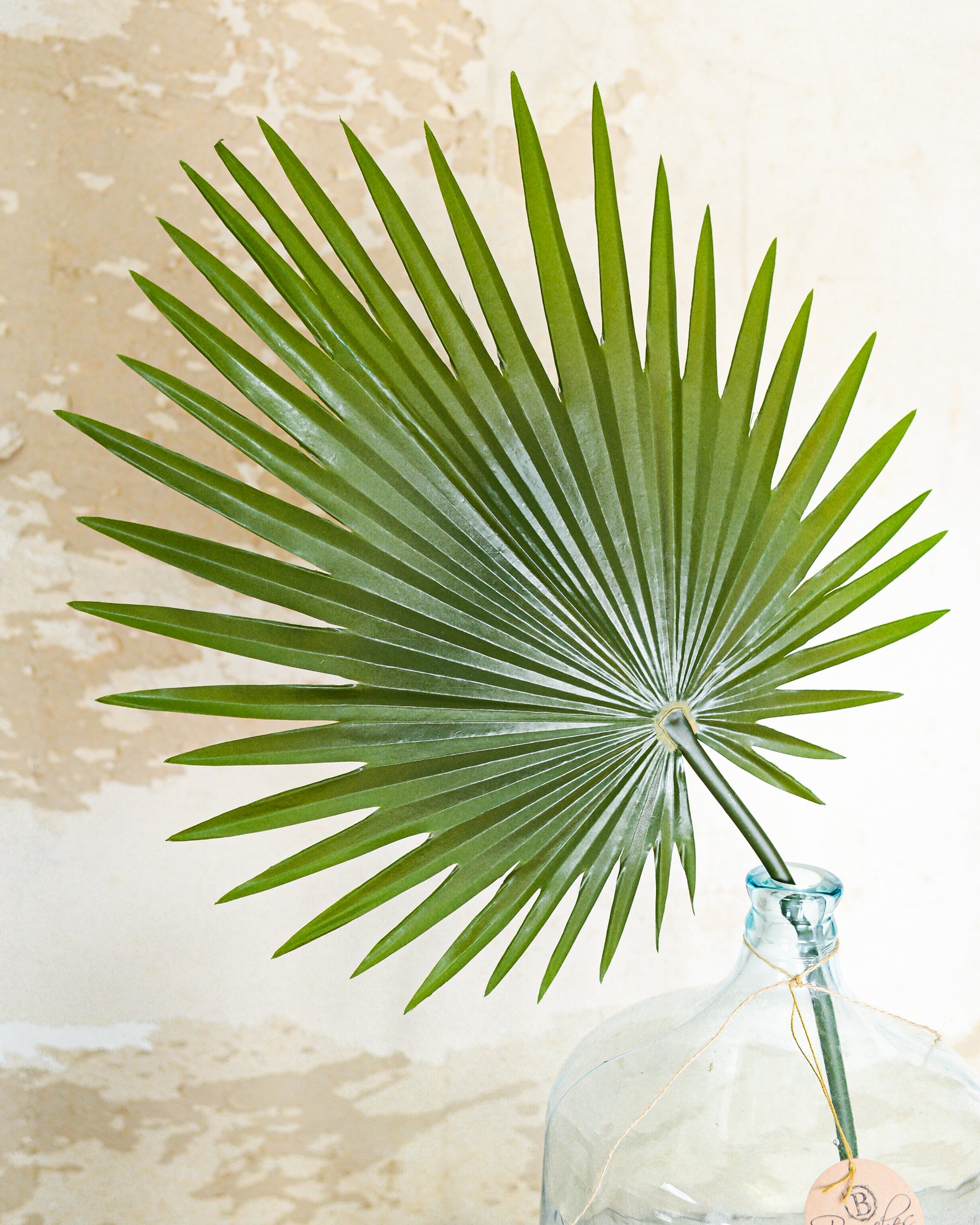 Palmetto Leaf Frond