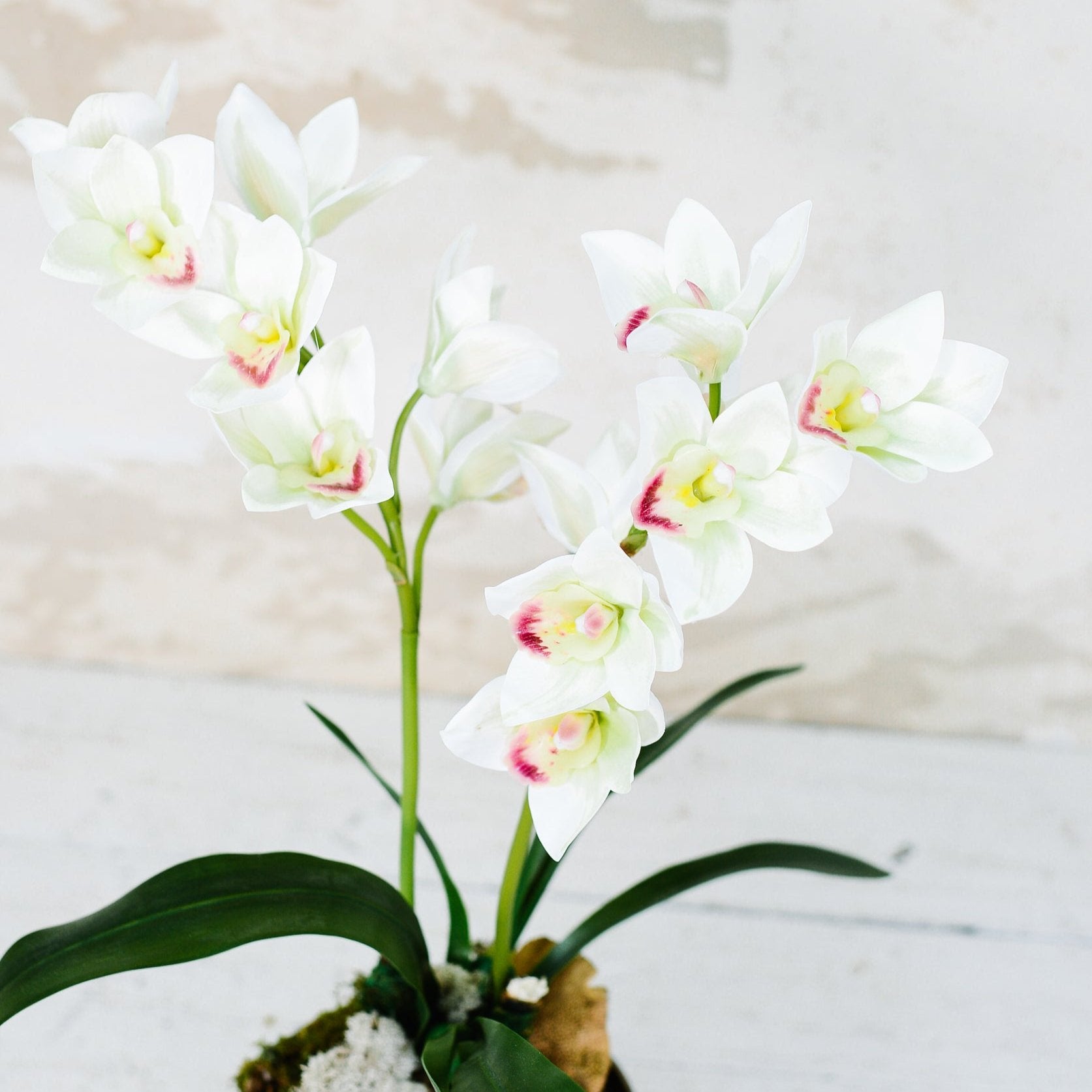 Double White Cymbidium Orchid Drop In