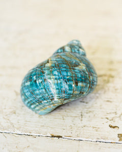Turbo Jade Burgess Shell