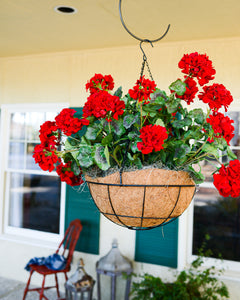 Cottage Geranium Hanging Basket Red
