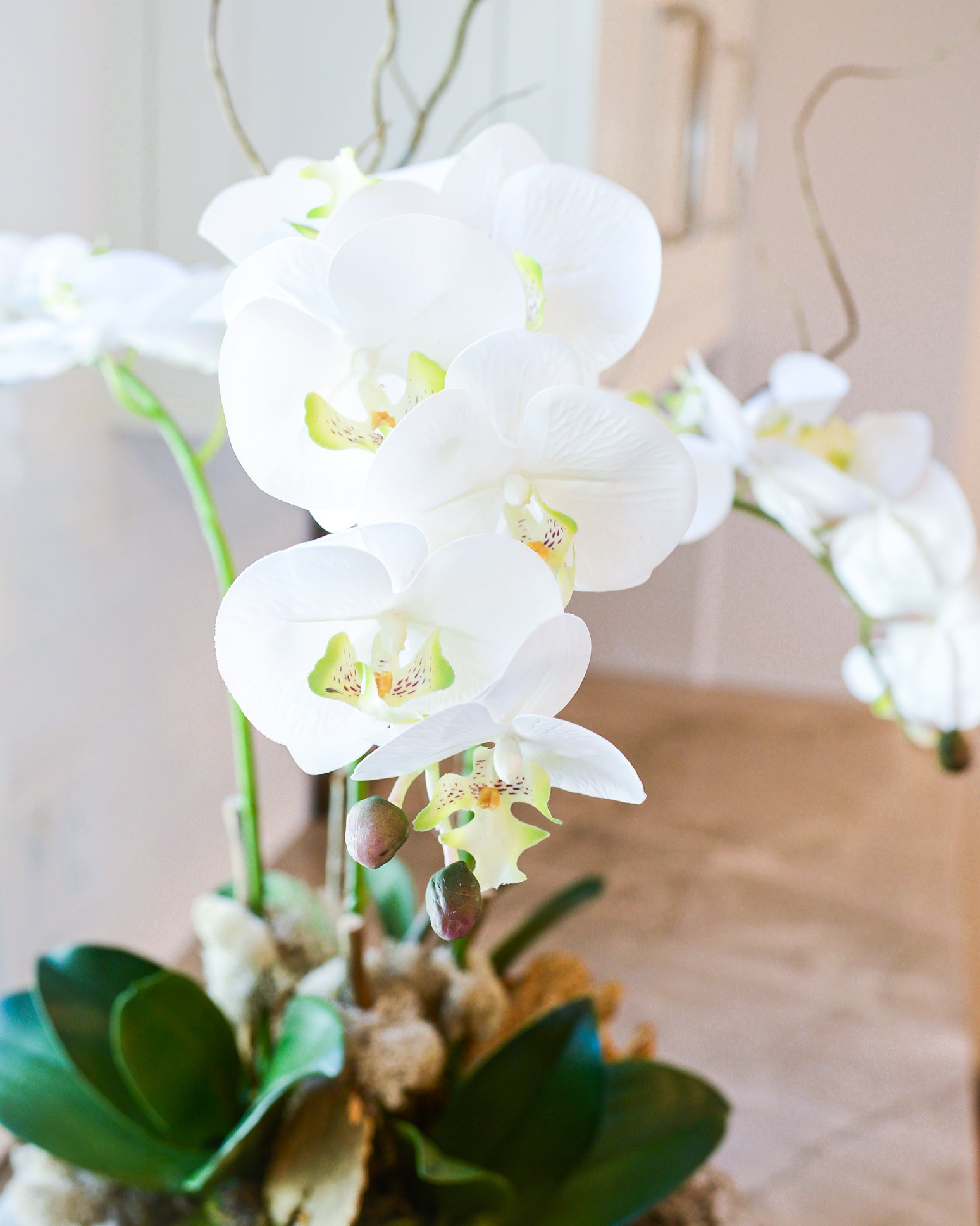 Triple White Phalaenopsis Orchid Drop-In Centerpiece