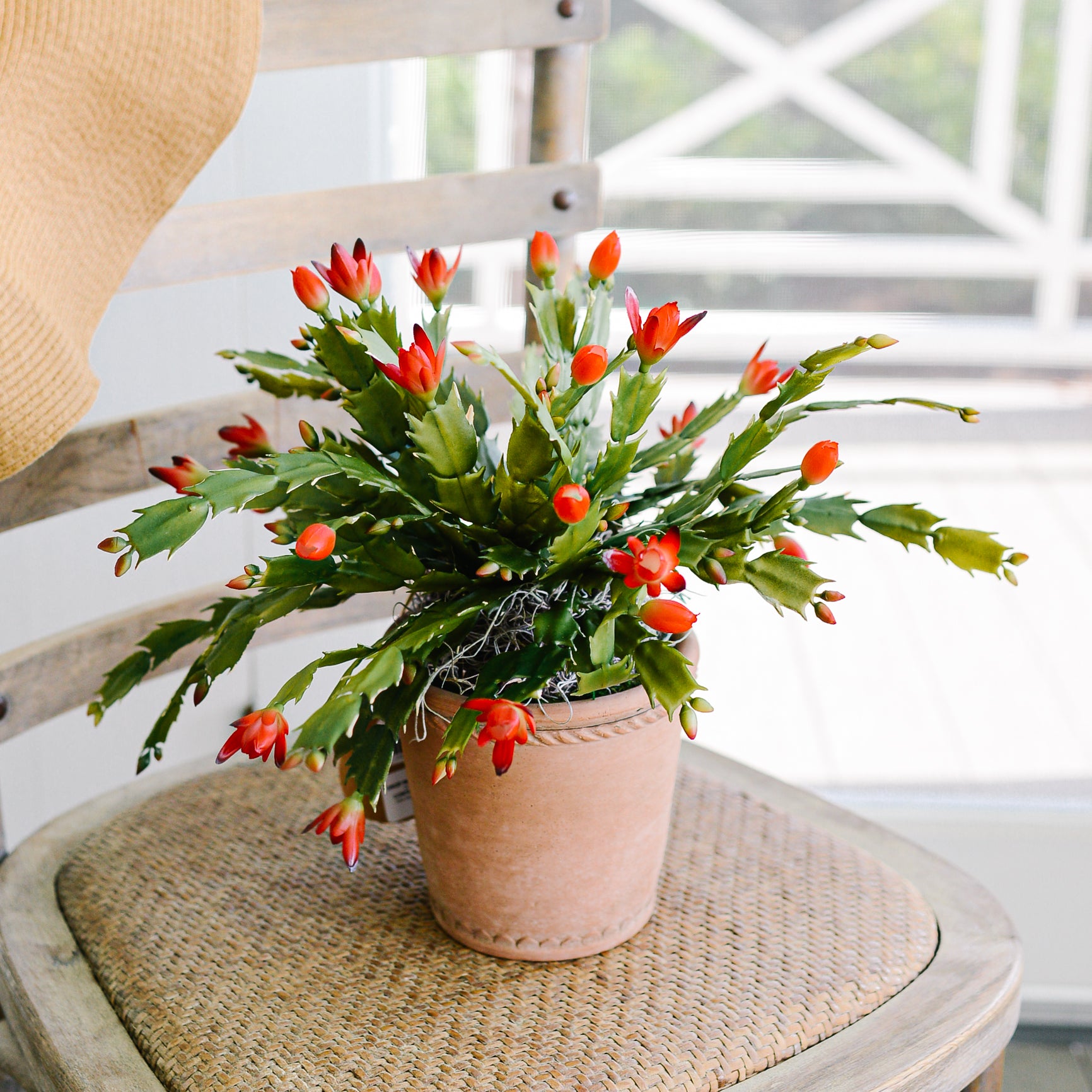 Christmas Cactus in Moss Pot Drop-In