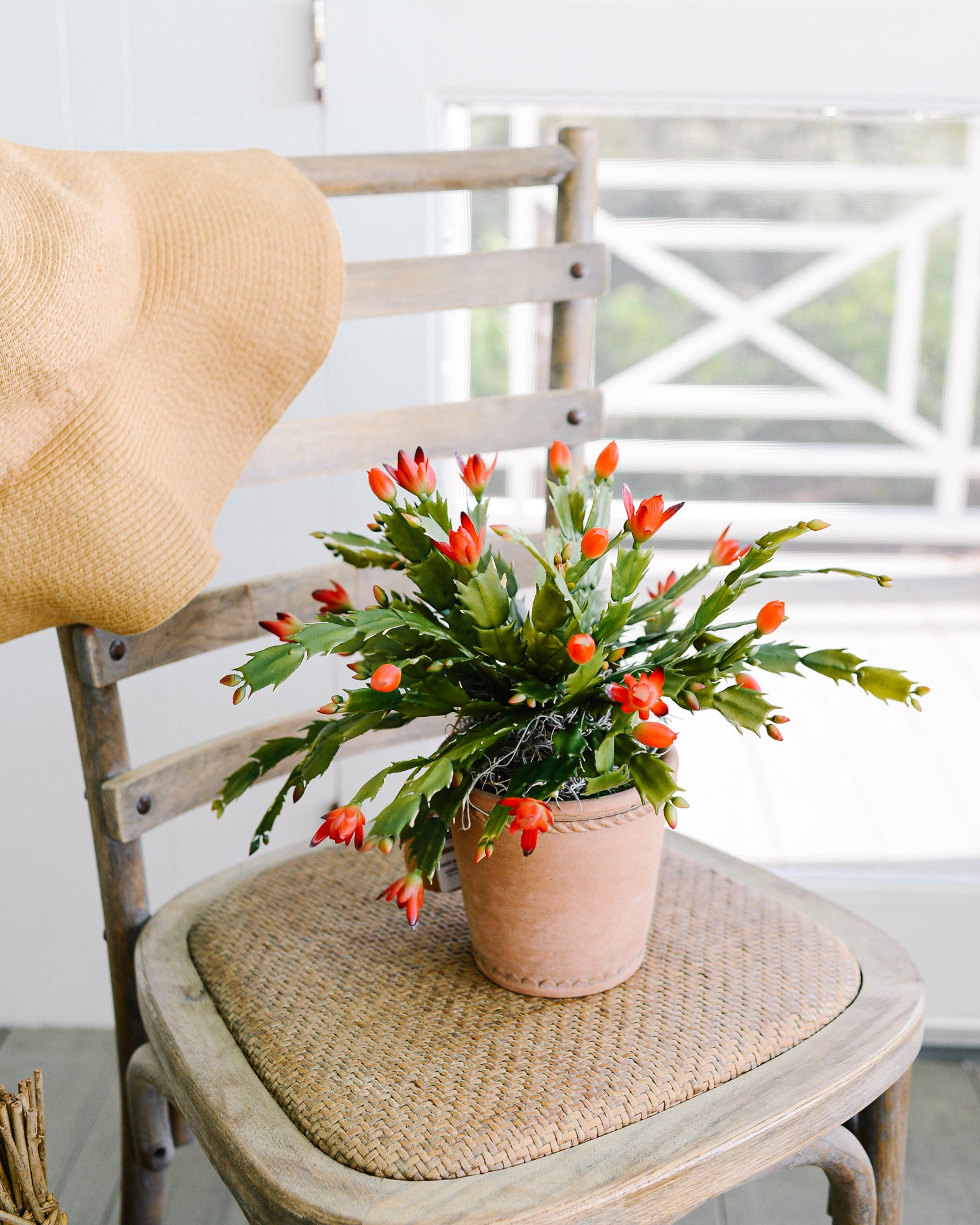 Christmas Cactus in Moss Pot Drop-In