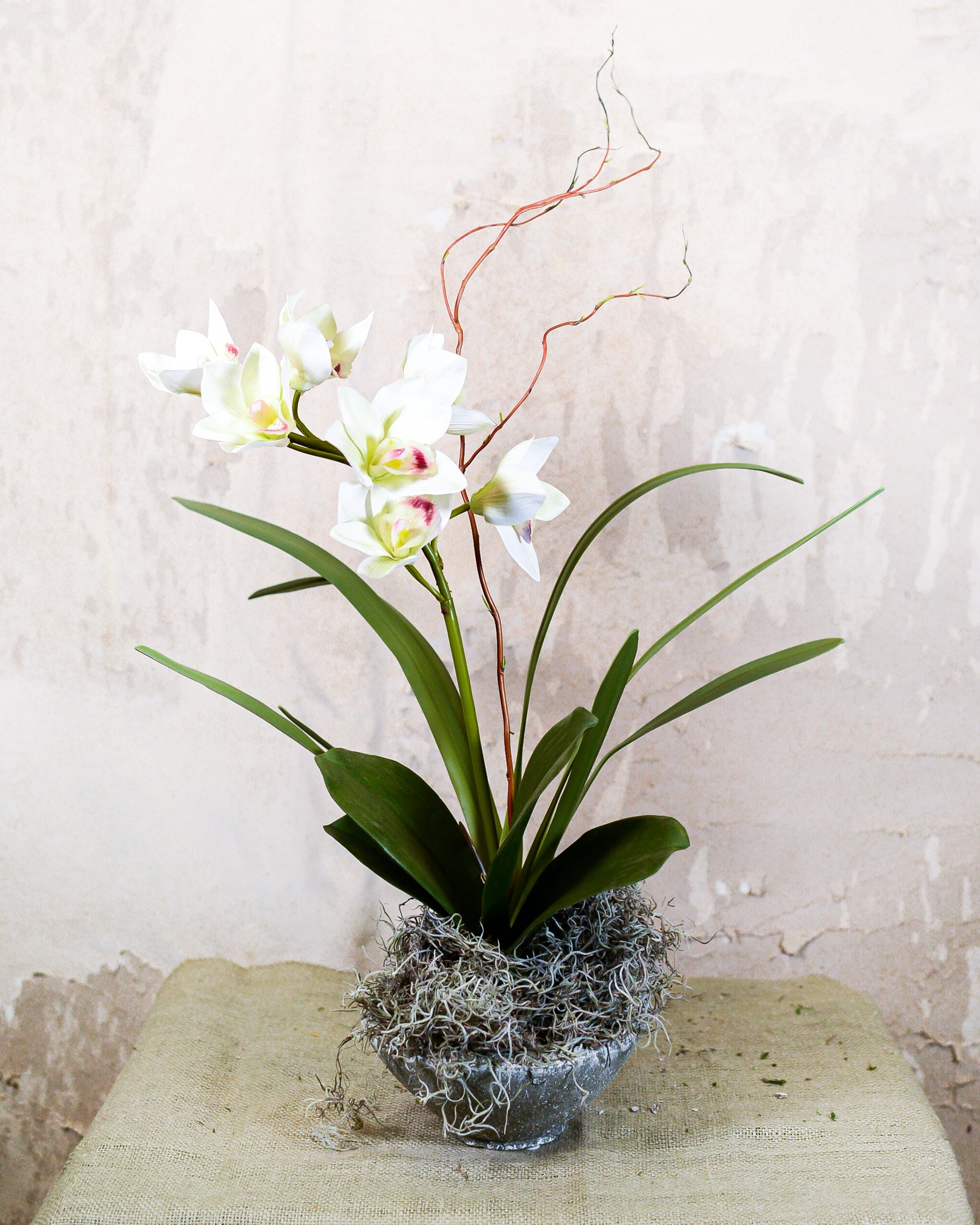 Single White Cymbidium Orchid Drop In