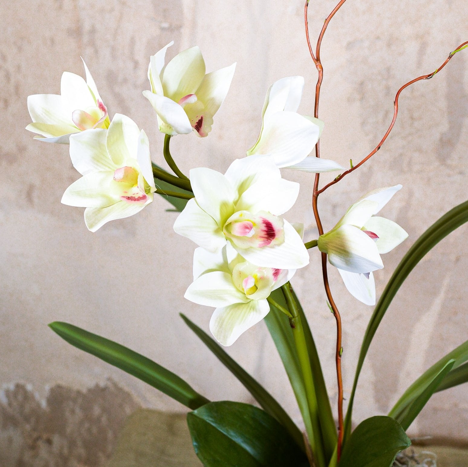 Single White Cymbidium Orchid Drop In