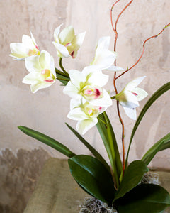 White Cymbidium Single Orchid Drop In