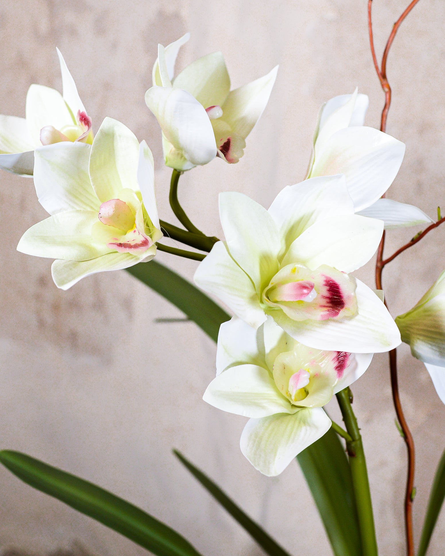 Single White Cymbidium Orchid Drop In