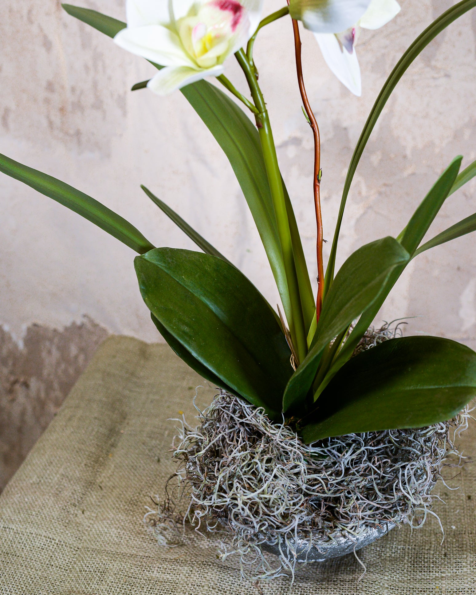 Single White Cymbidium Orchid Drop In