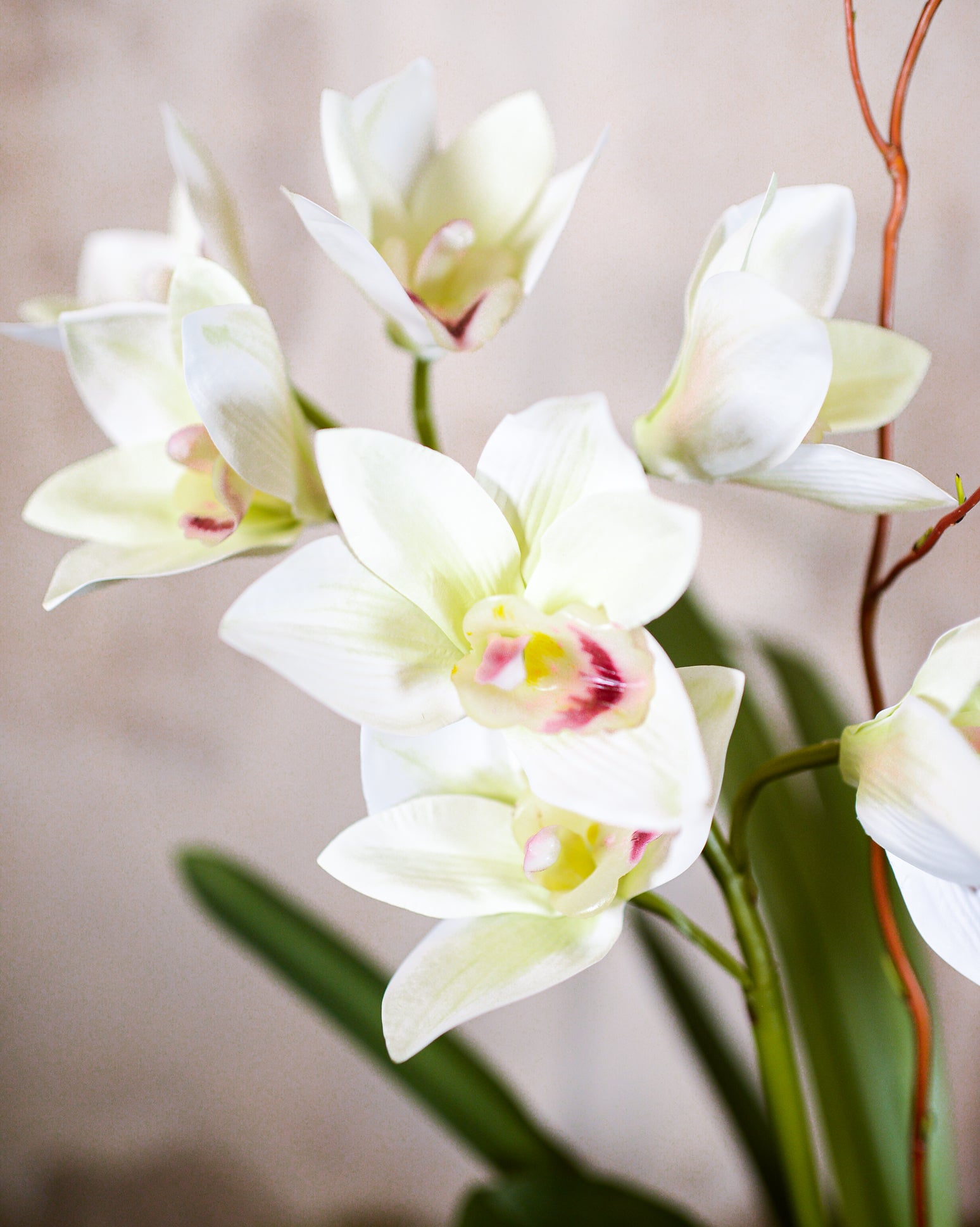 Single White Cymbidium Orchid Drop In