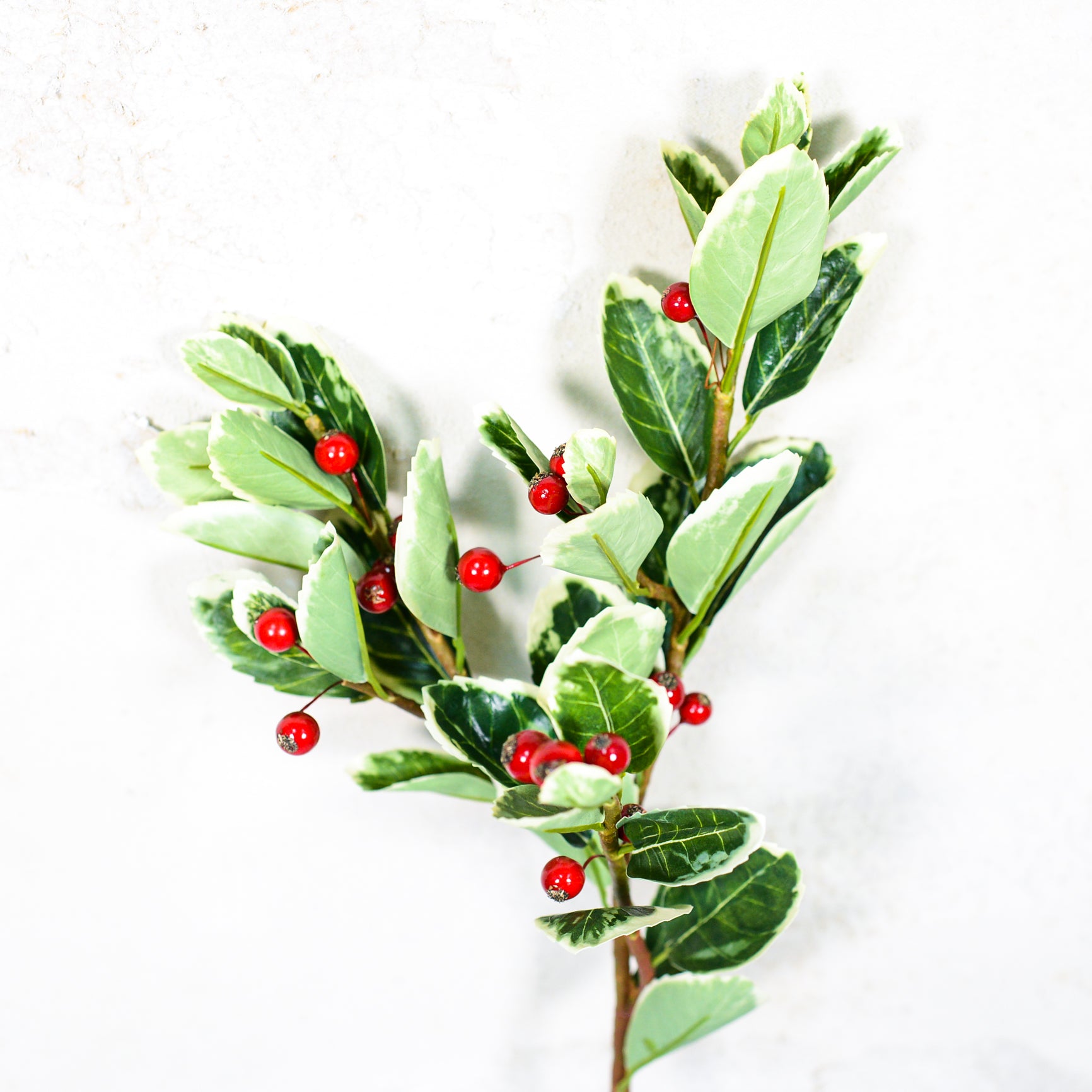 Holly Variegated with Red Berries Spray Stem