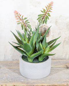 Blooming Agave Plant in Gray Cement Pot
