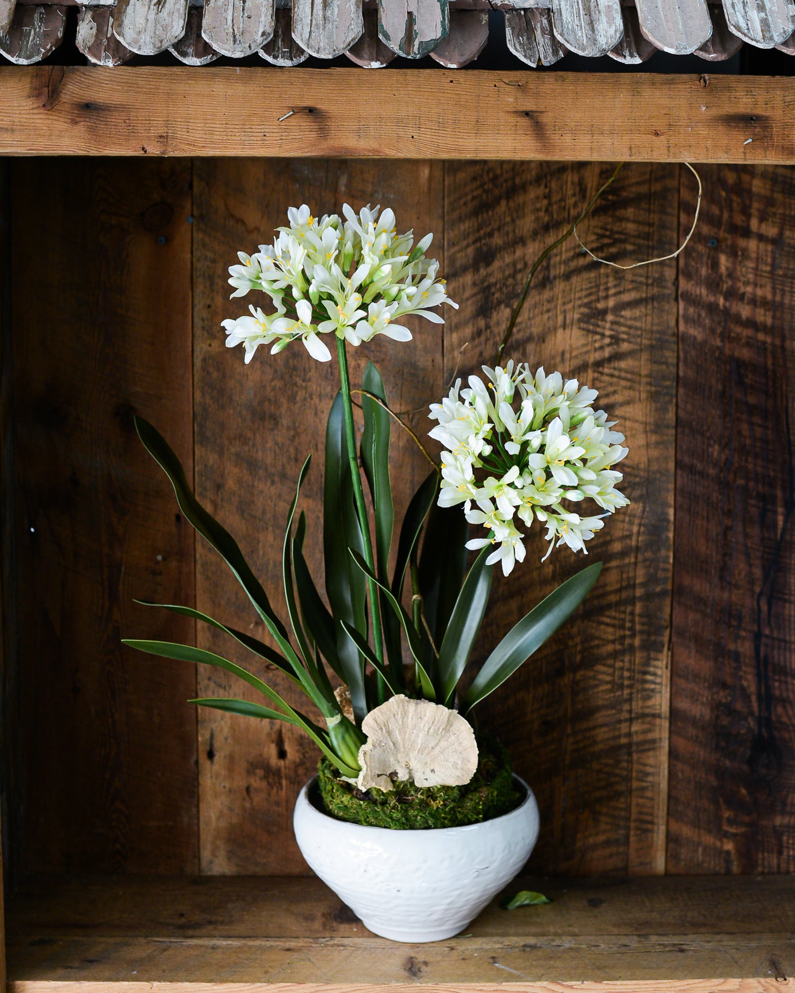 Double White Agapanthus Drop In