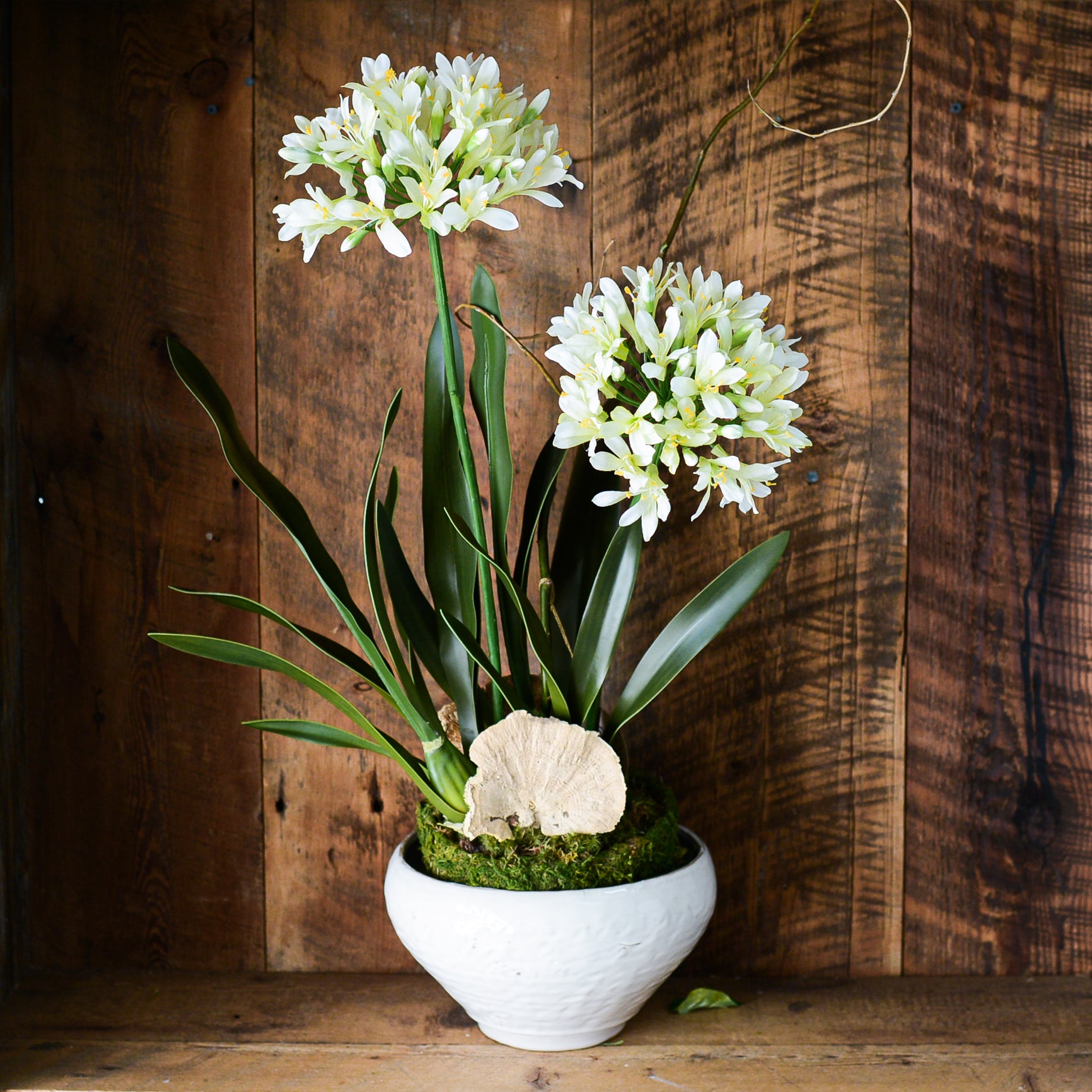 Double White Agapanthus Drop In