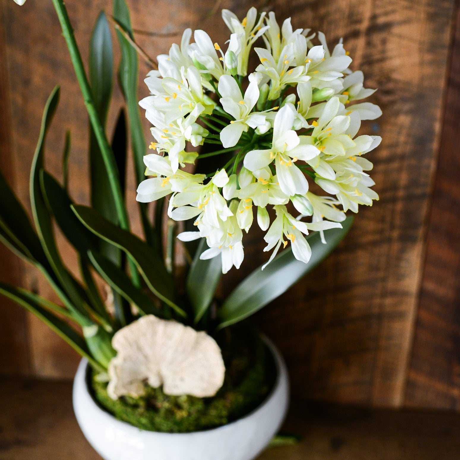 Double White Agapanthus Drop In