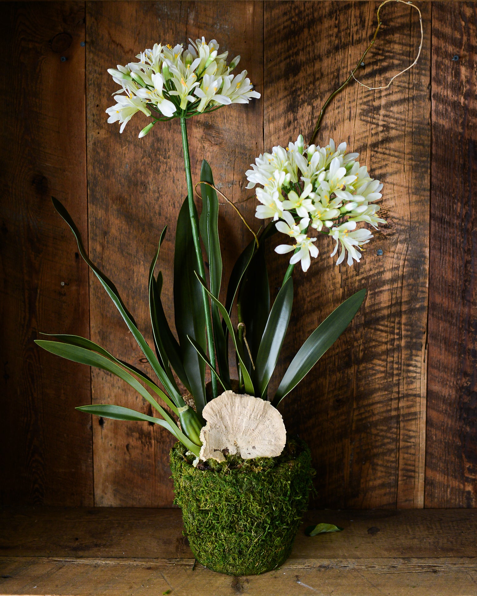 Double White Agapanthus Drop In