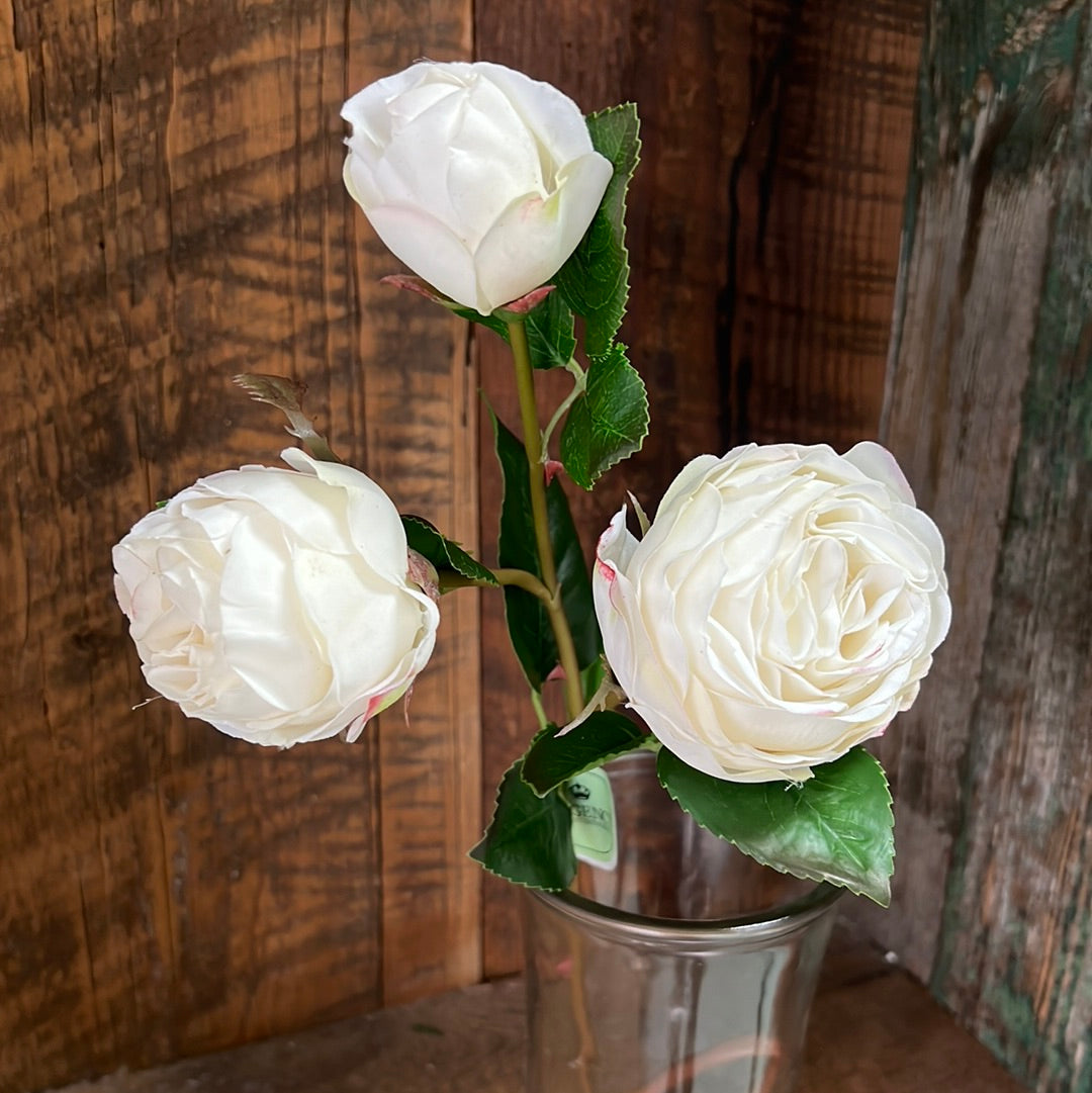 Just Cut Floribunda Rose and Bud Cream Blush