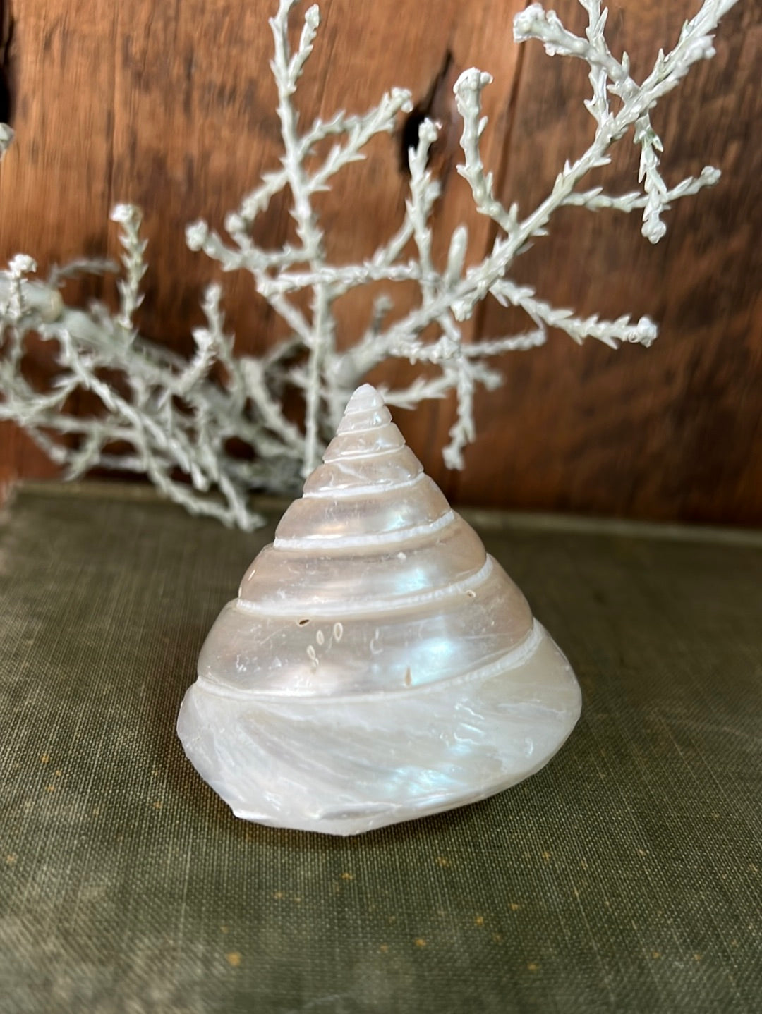 Nilo Pearlized Trocha Shell