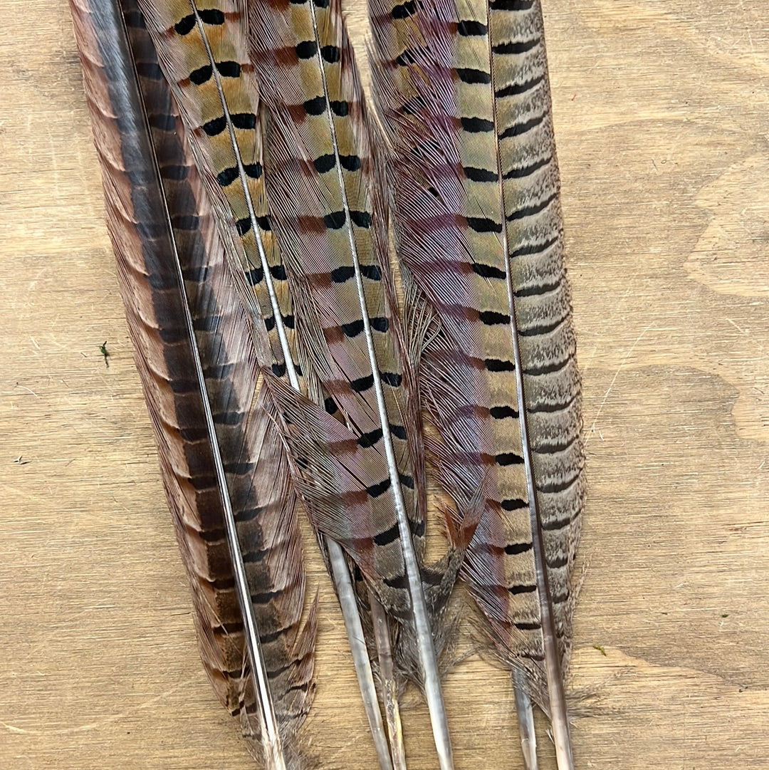 Pheasant Feather