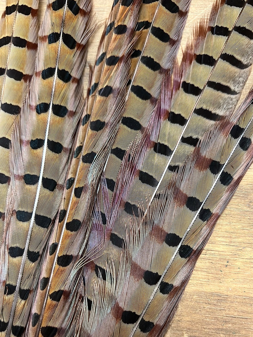 Pheasant Feather