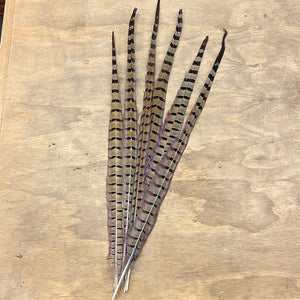 Pheasant Feather